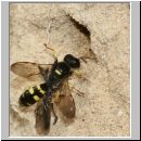 Crabro peltarius - Grabwespe w05 12mm beim Nesteintrag.jpg